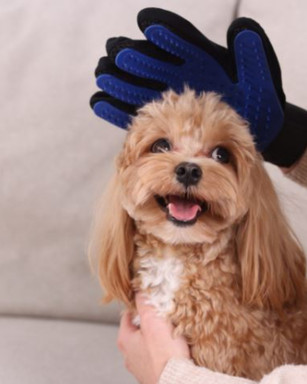 Pawsh-Pups-Dublin-Grooming
