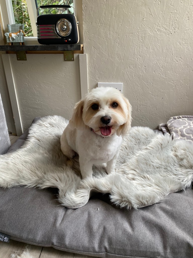 Dog-Grooming-Dublin-Sandyford