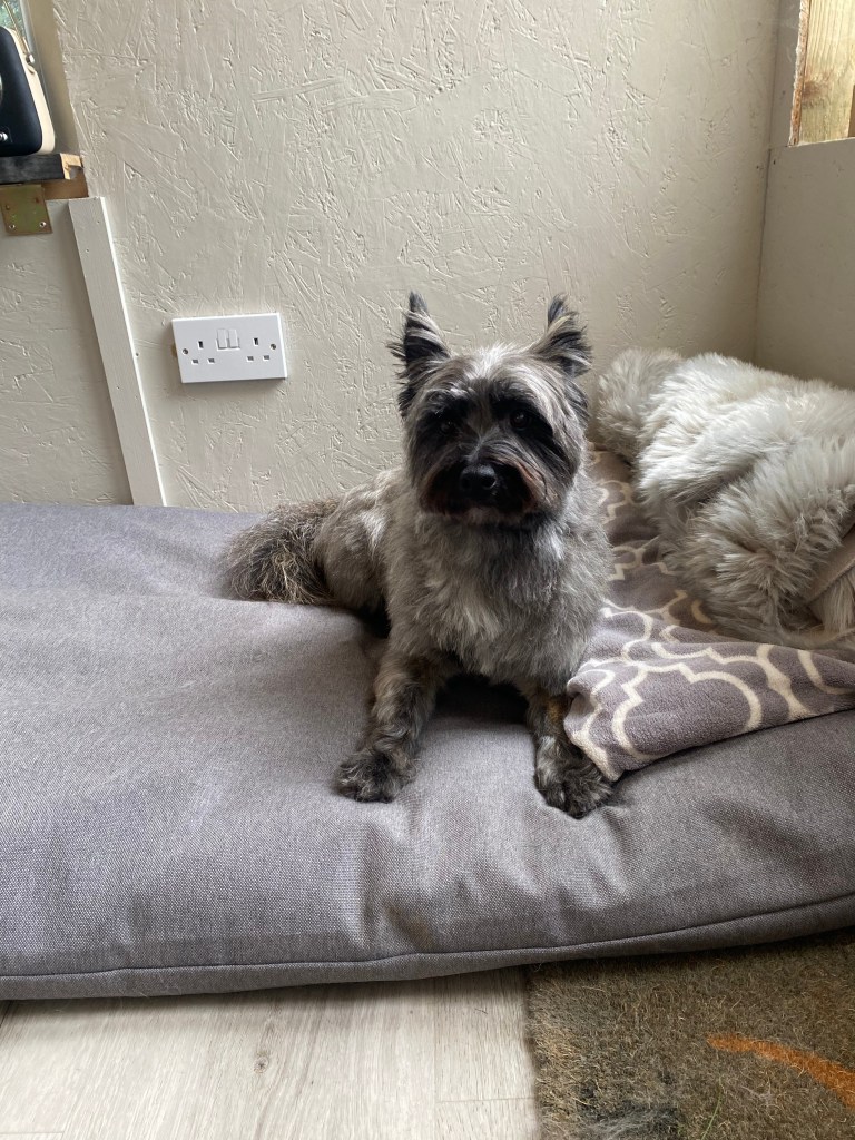 Pawsh-Pups-Dog-Grooming-Dublin